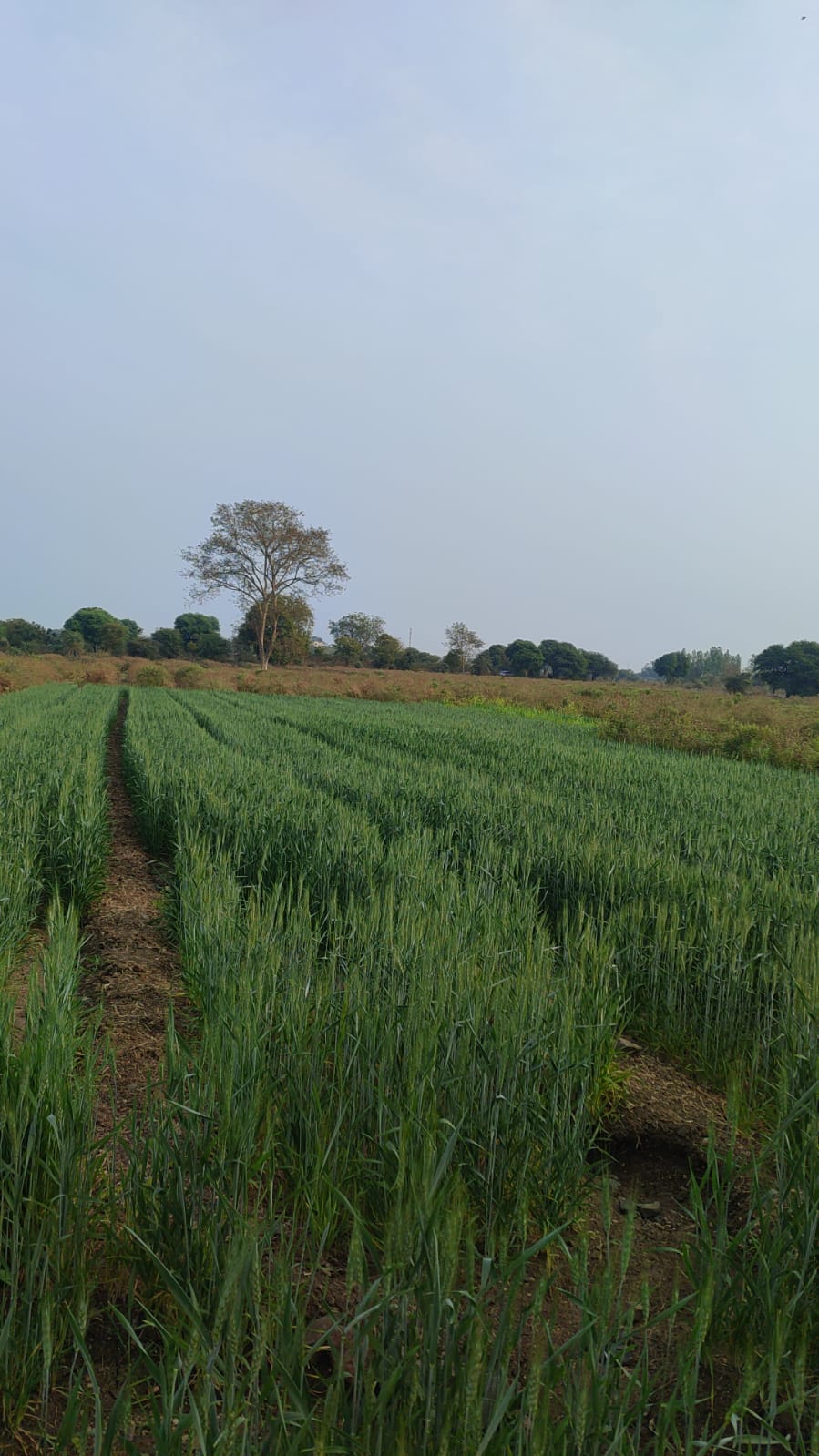 Agriculture Land in Dhamangaon Amaravti Dist. Maharashtra India for sale